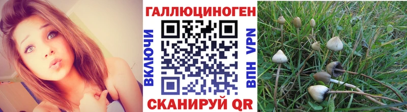 Купить где  Нарткала  Галлюциногенные грибы Psilocybine cubensis 